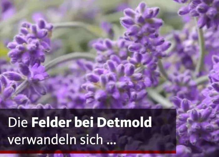 Detmolder Loft 3 Апартаменты Детмольд